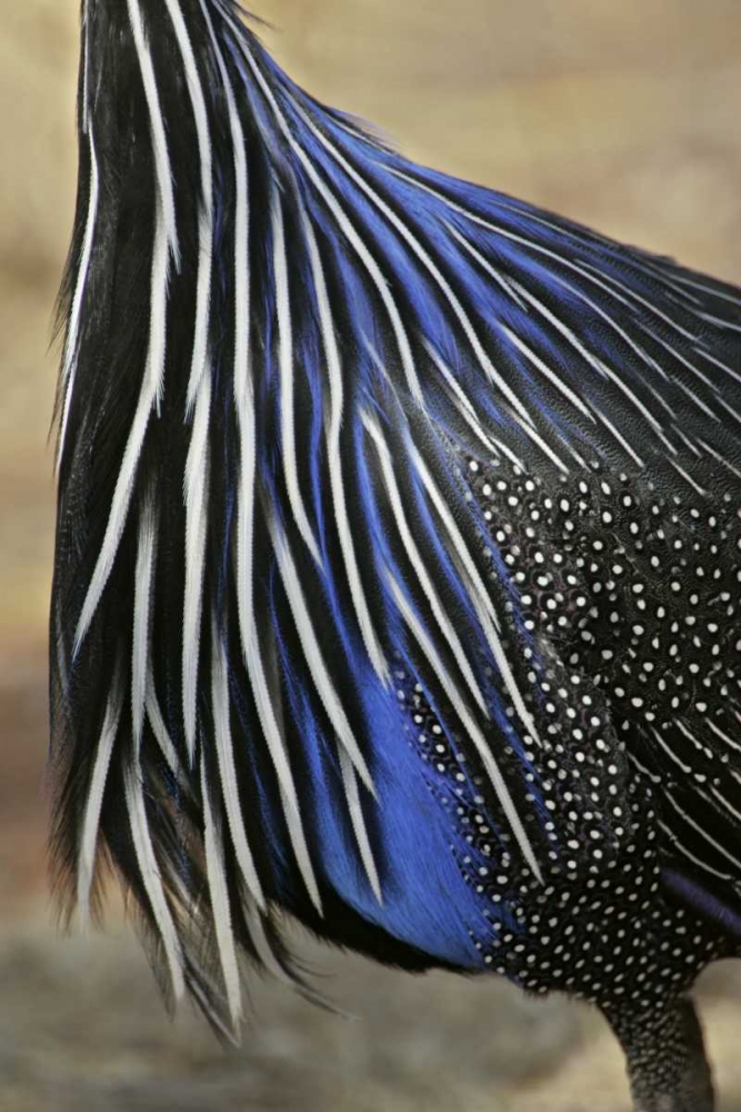 Kenya, Vulturine guinea fowl breast feathers